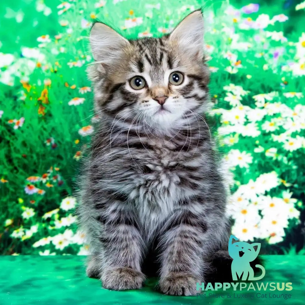 Zlata Siberian female black spotted tabby - live animals
