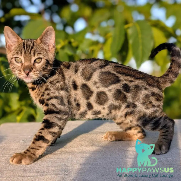 Zlatan Bengal male black spotted tabby - live animals