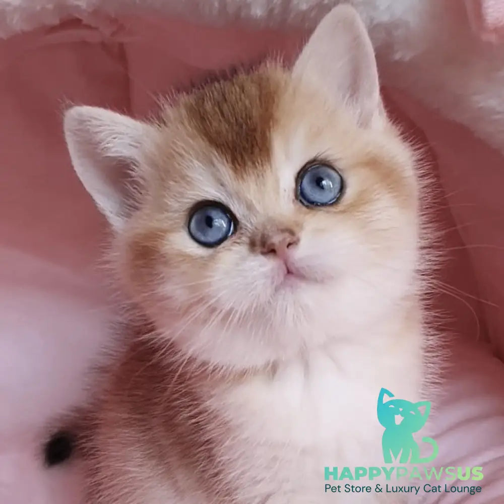 Zlatan British Shorthair male black golden chinchilla with white - live animals