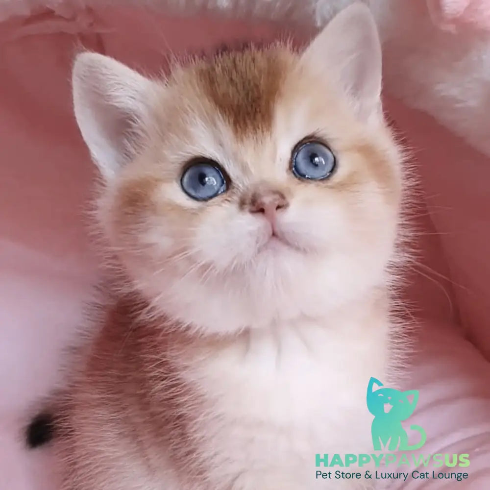 Zlatan British Shorthair male black golden chinchilla with white - live animals