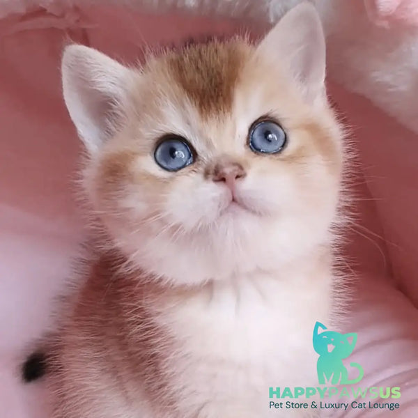 Zlatan British Shorthair male black golden chinchilla with white - live animals