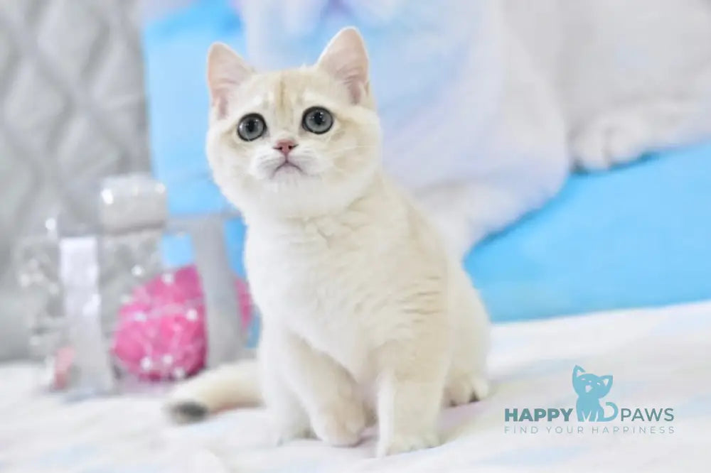 Zlatan British Shorthair male blue golden chinchilla live animals