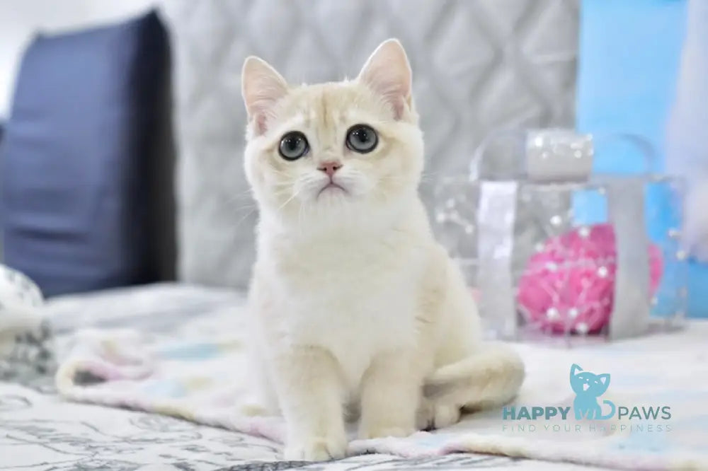 Zlatan British Shorthair male blue golden chinchilla live animals
