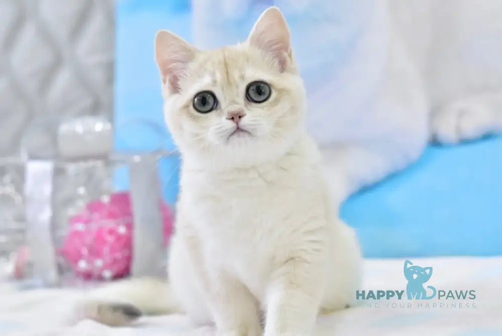 Zlatan British Shorthair male blue golden chinchilla live animals