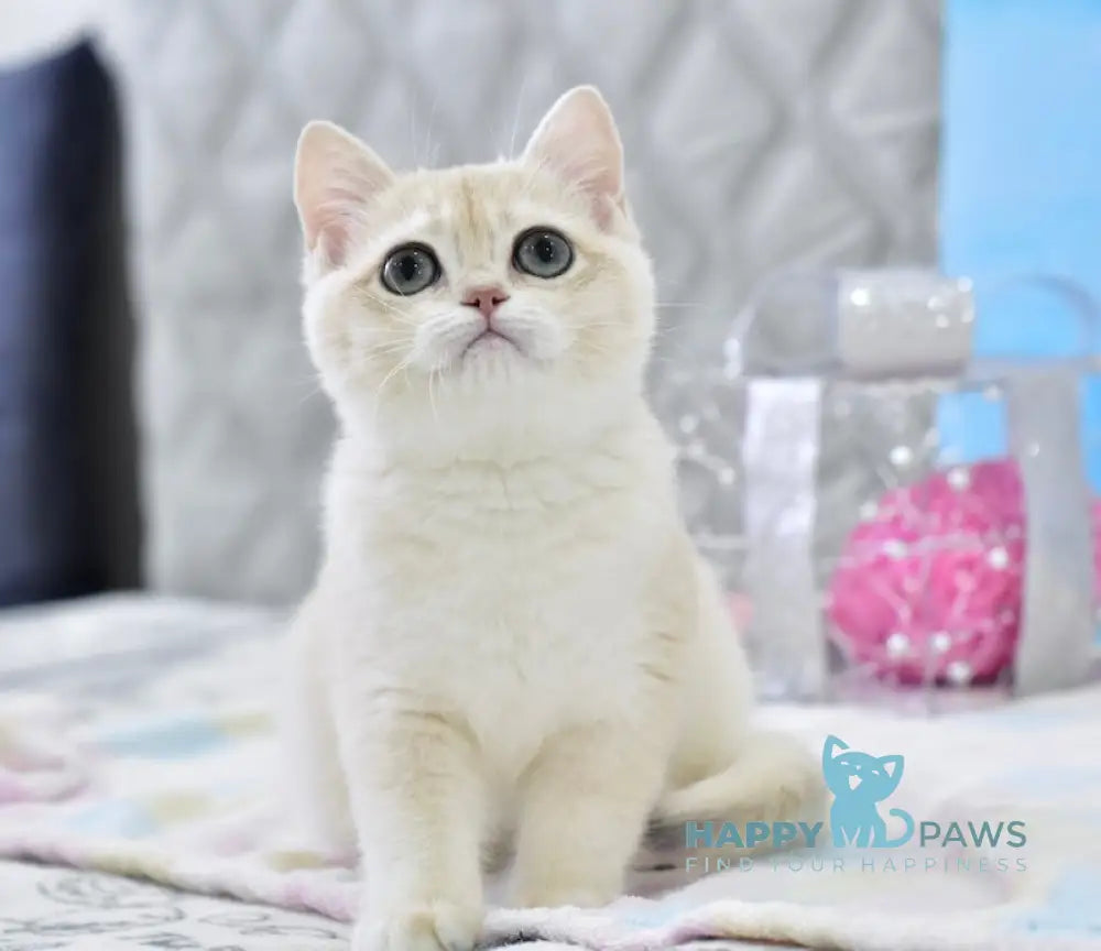 Zlatan British Shorthair male blue golden chinchilla live animals