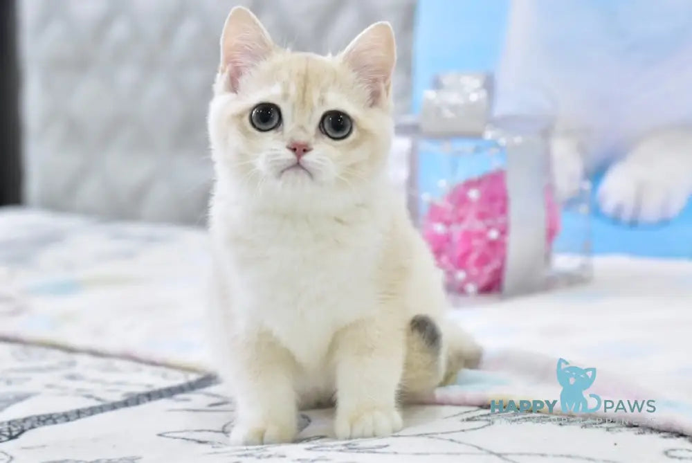 Zlatan British Shorthair male blue golden chinchilla live animals