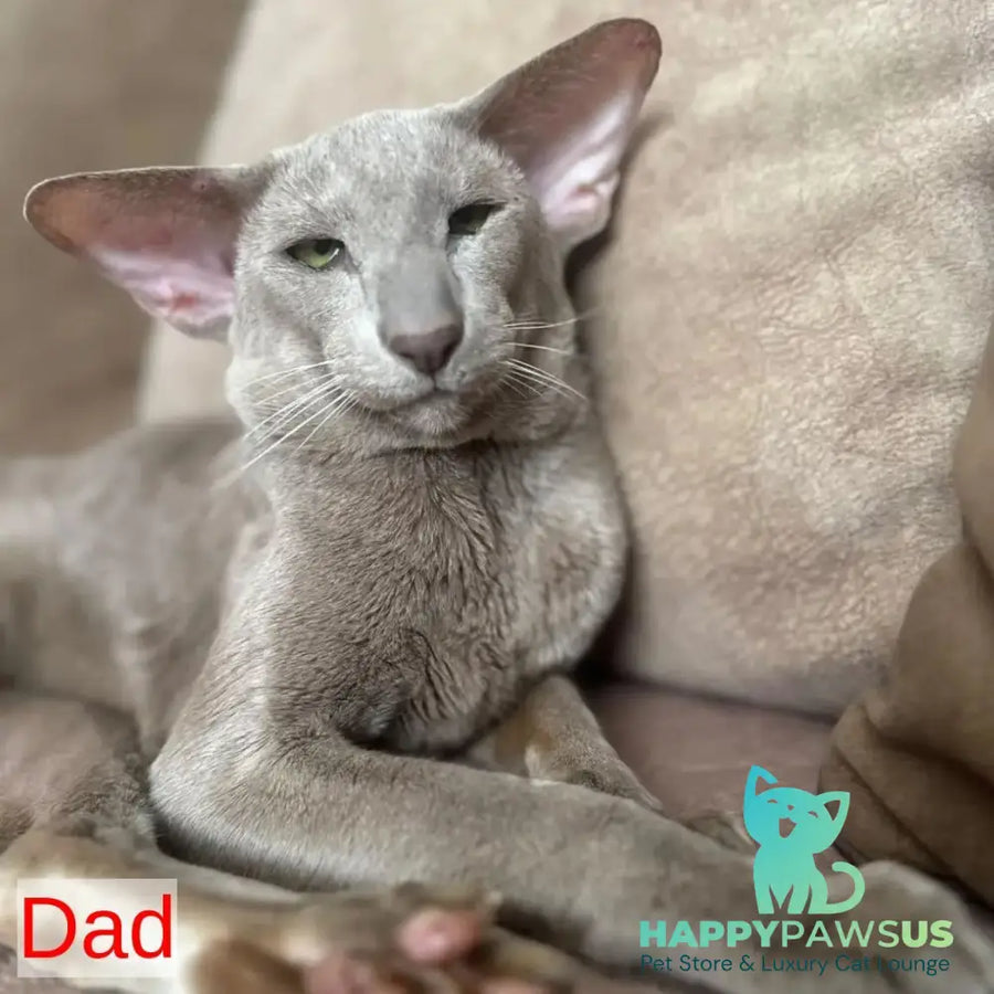 Zlatan Oriental Shorthair male red spotted tabby - live animals