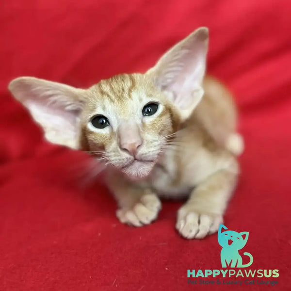 Zlatan Oriental Shorthair male red spotted tabby - live animals