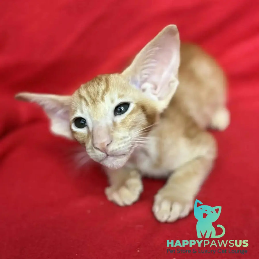Zlatan Oriental Shorthair male red spotted tabby - live animals