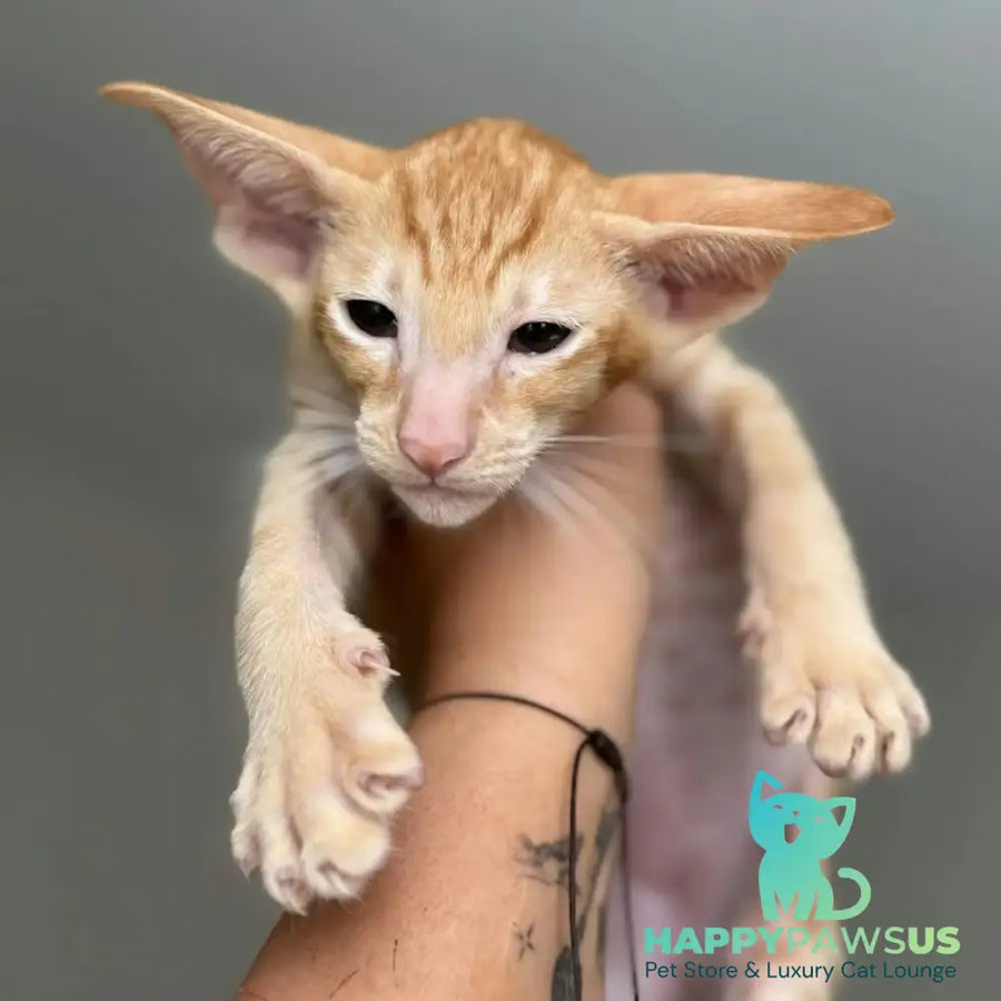 Zlatan Oriental Shorthair male red spotted tabby - live animals