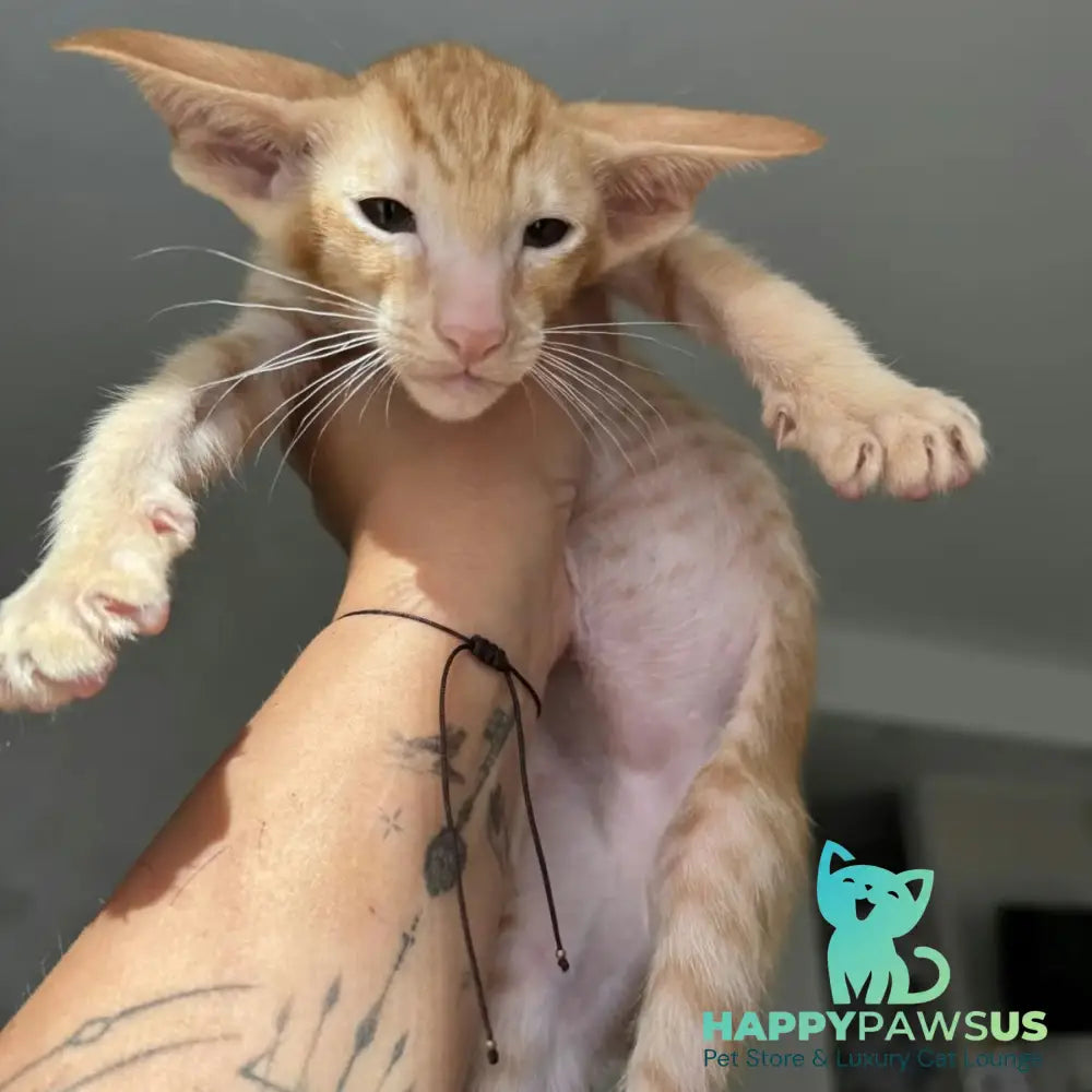 Zlatan Oriental Shorthair male red spotted tabby - live animals