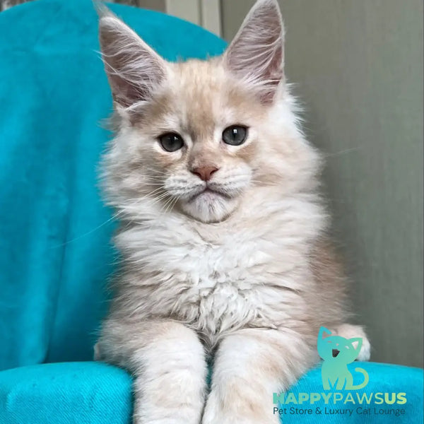 Zlatomir Maine Coon male red silver - live animals