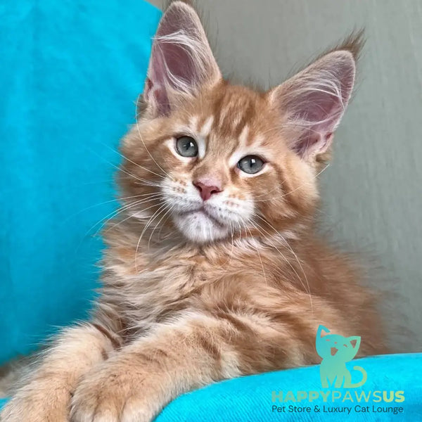Zlatozar Maine Coon male red tabby - live animals