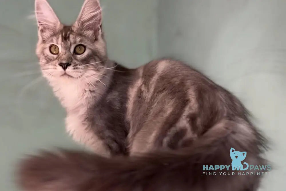 Zodiac Maine Coon male black silver tabby live animals