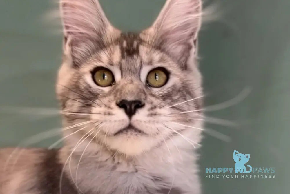 Zodiac Maine Coon male black silver tabby live animals