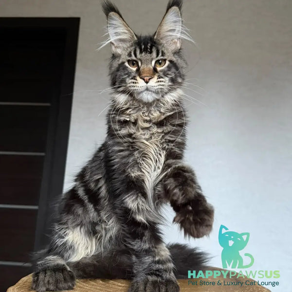 Zodiac Maine Coon polydactyl 6x6x6x6 male black tabby - live animals