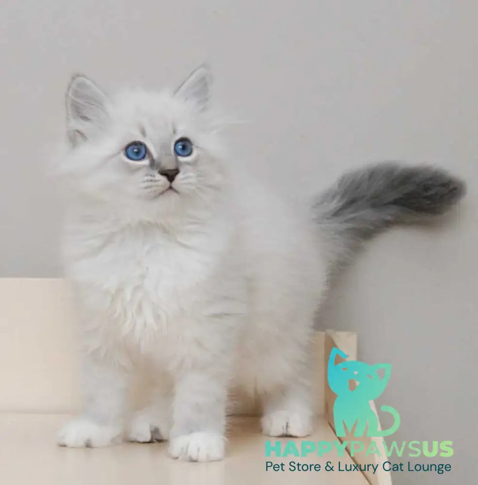 Zоdiac Neva Masquerade male blue tabby pointed with white live animals