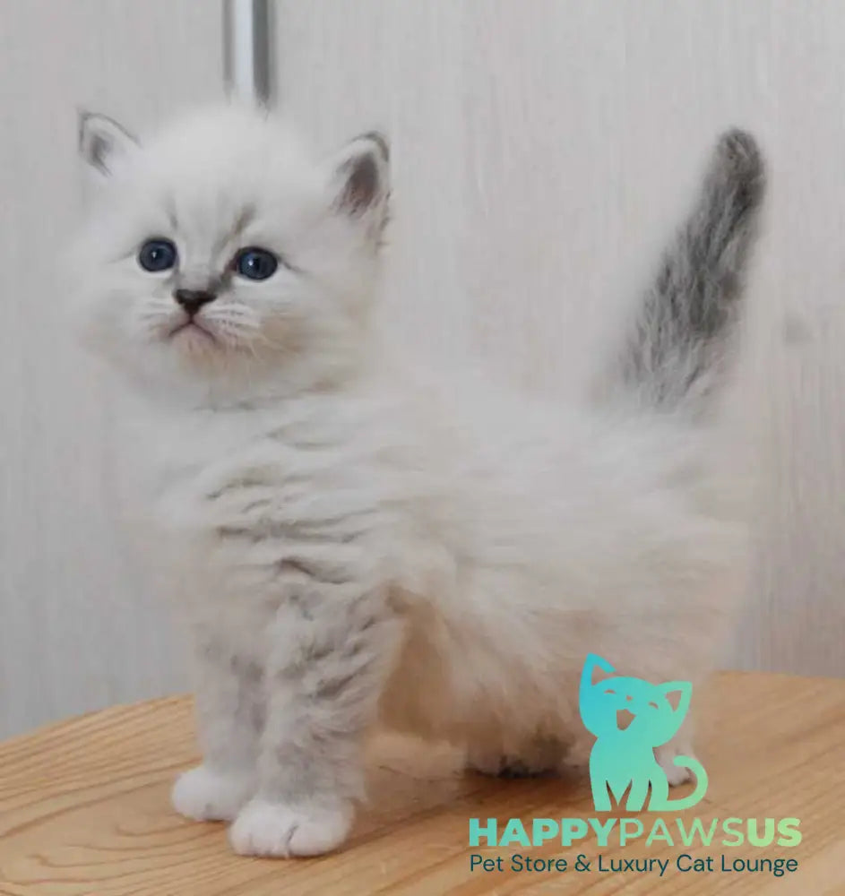 Zоdiac Neva Masquerade male blue tabby pointed with white live animals