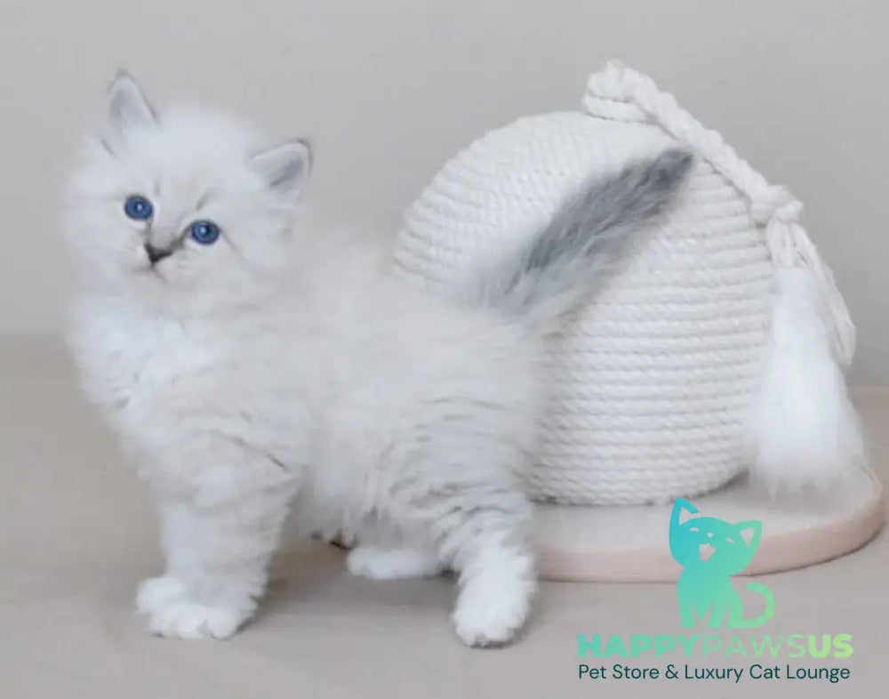 Zоdiac Neva Masquerade male blue tabby pointed with white live animals