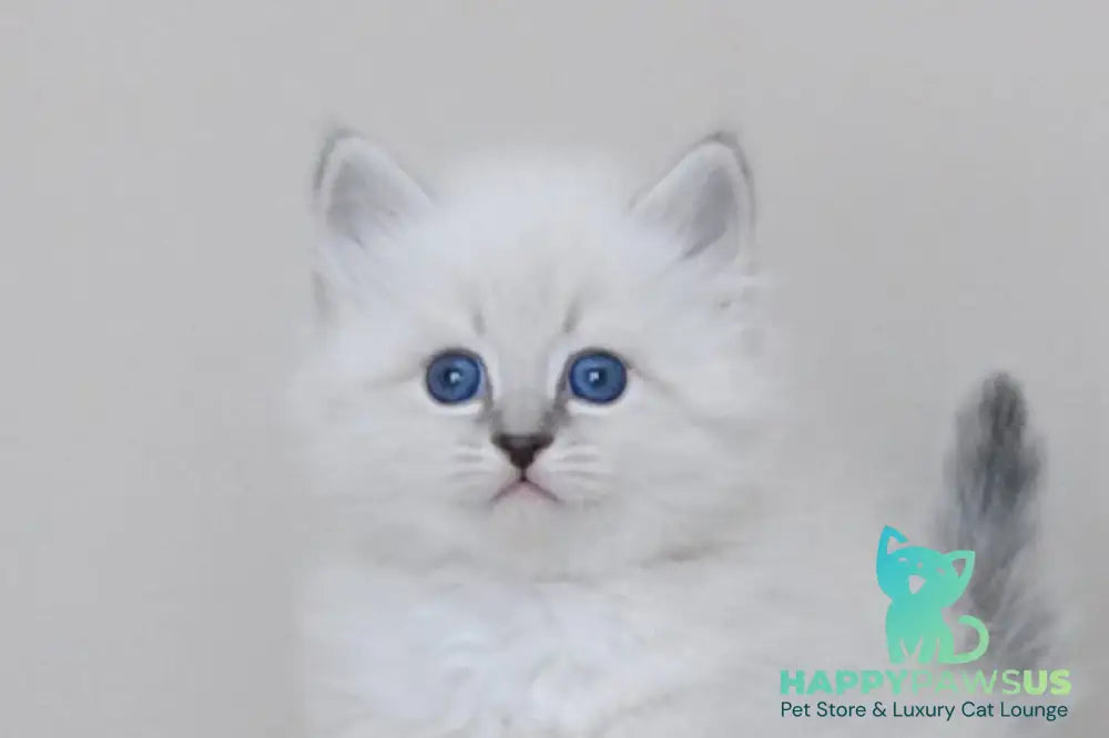 Zоdiac Neva Masquerade male blue tabby pointed with white live animals