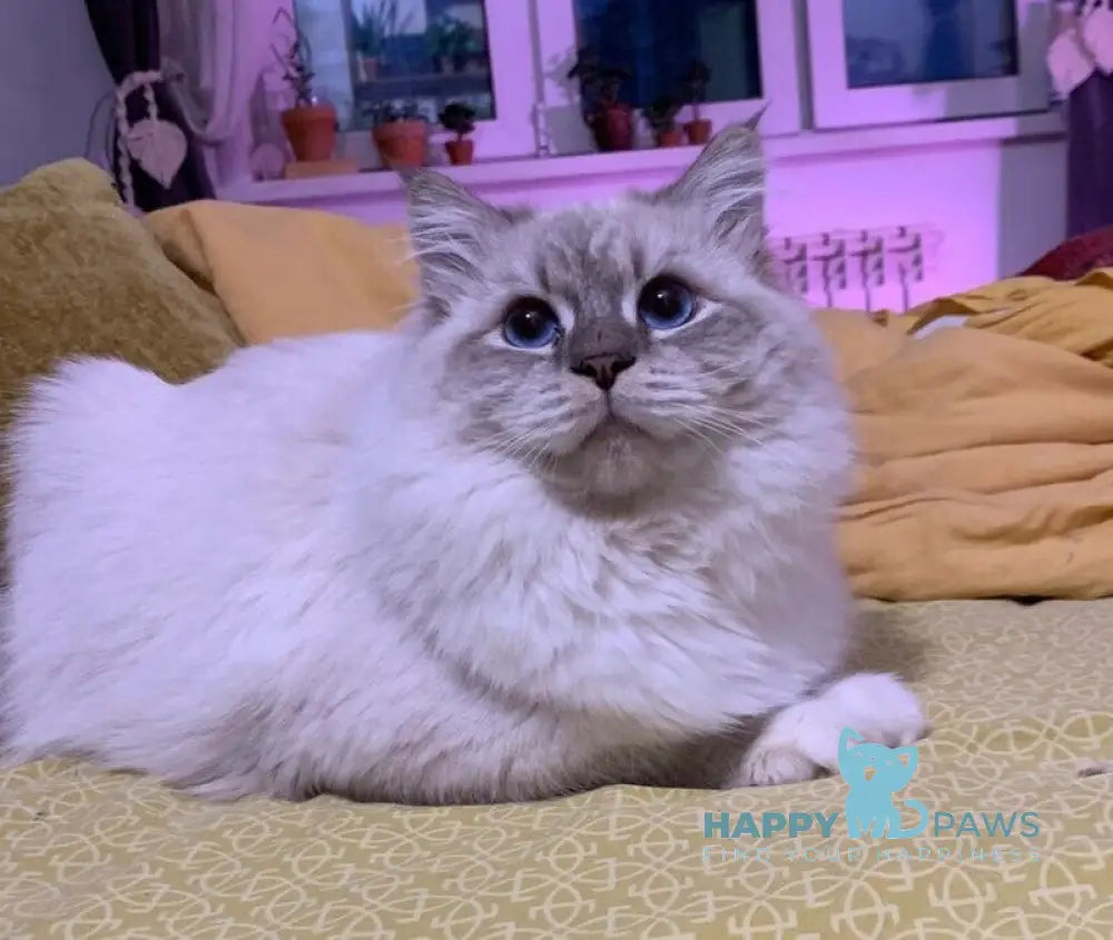 Zоdiac Neva Masquerade male blue tabby pointed with white live animals