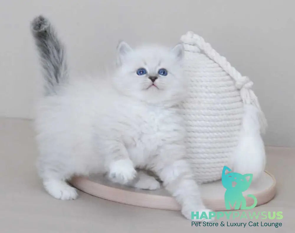 Zоdiac Neva Masquerade male blue tabby pointed with white live animals