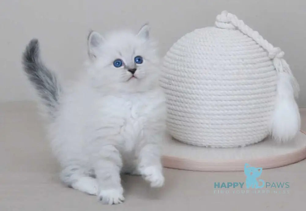 Zоdiac Neva Masquerade male blue tabby pointed with white live animals