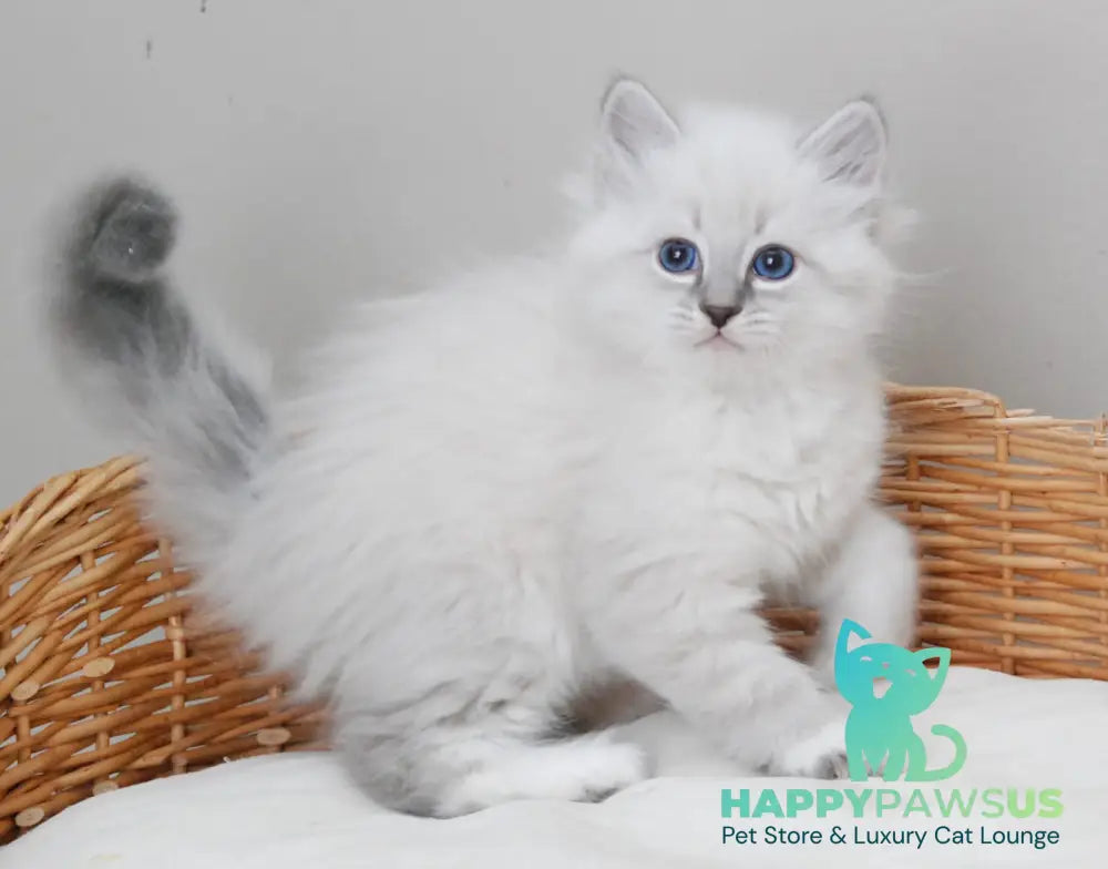 Zоdiac Neva Masquerade male blue tabby pointed with white live animals