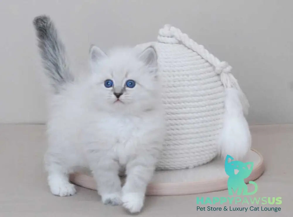 Zоdiac Neva Masquerade male blue tabby pointed with white live animals