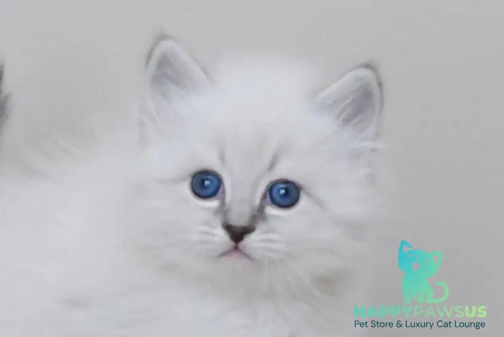 Zоdiac Neva Masquerade male blue tabby pointed with white live animals