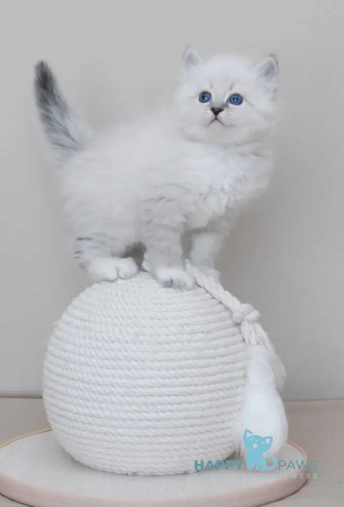 Zоdiac Neva Masquerade male blue tabby pointed with white live animals