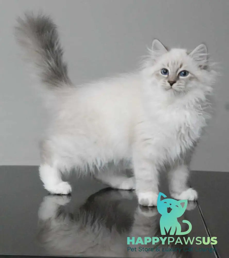 Zodiac Neva Masquerade male blue tabby pointed with white - live animals