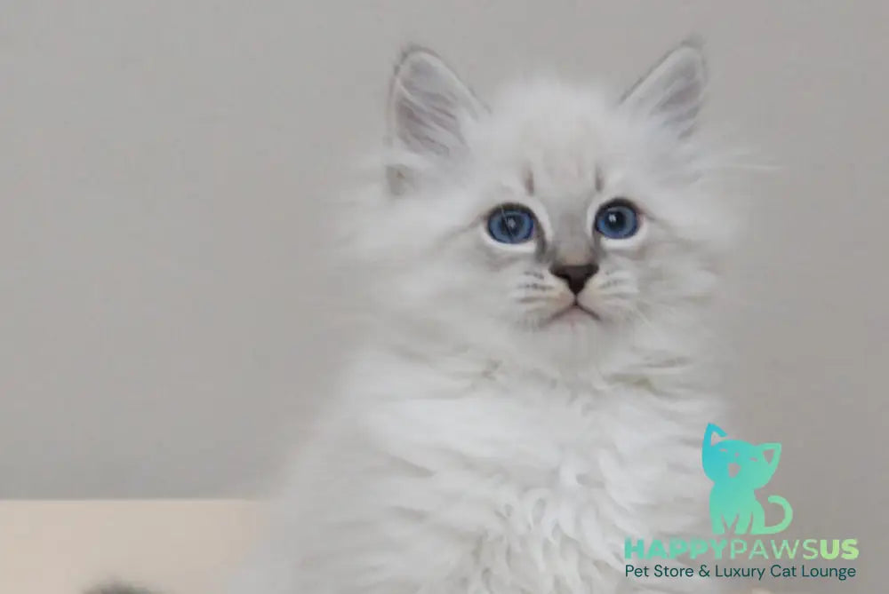 Zоdiac Neva Masquerade male blue tabby pointed with white live animals