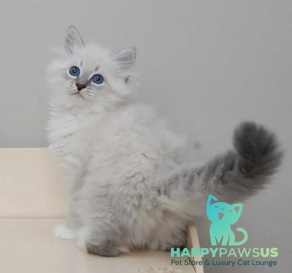 Zоdiac Neva Masquerade male blue tabby pointed with white live animals