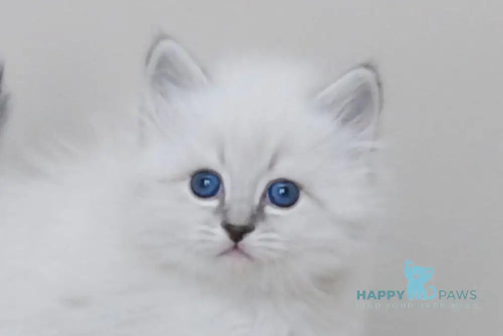 Zоdiac Neva Masquerade male blue tabby pointed with white live animals