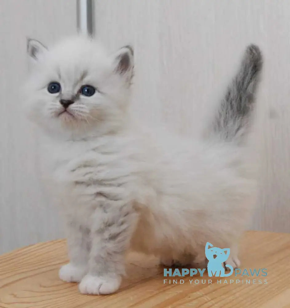 Zоdiac Neva Masquerade male blue tabby pointed with white live animals