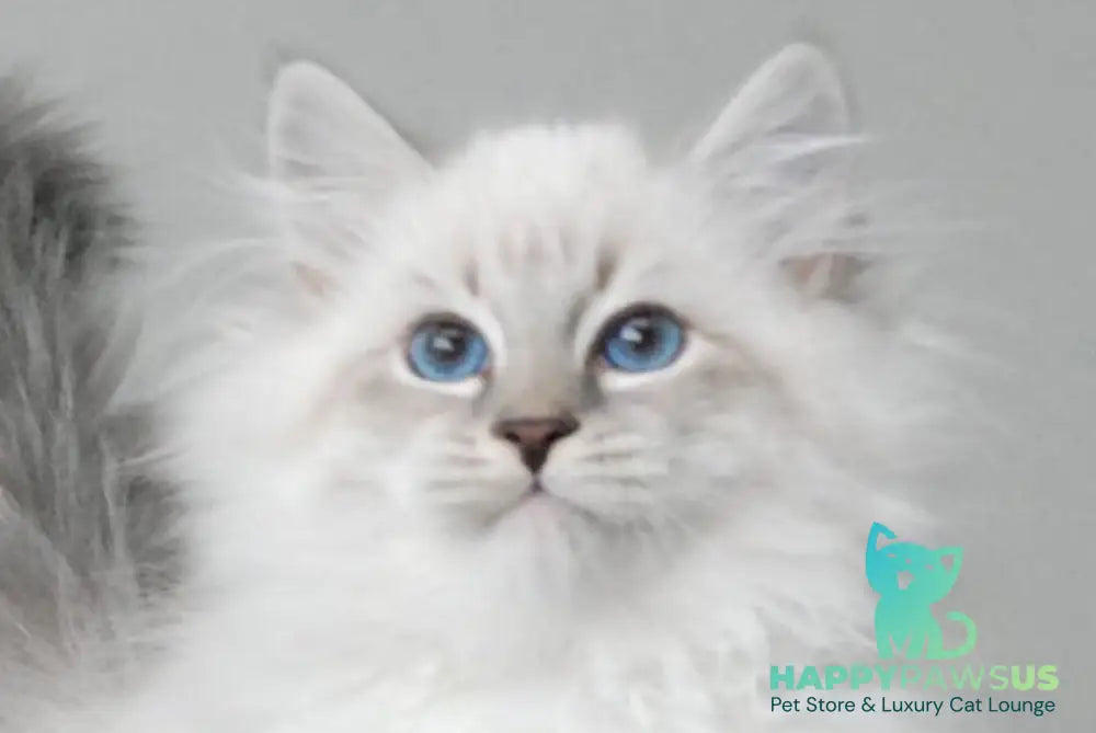 Zodiac Neva Masquerade male blue tabby pointed with white - live animals