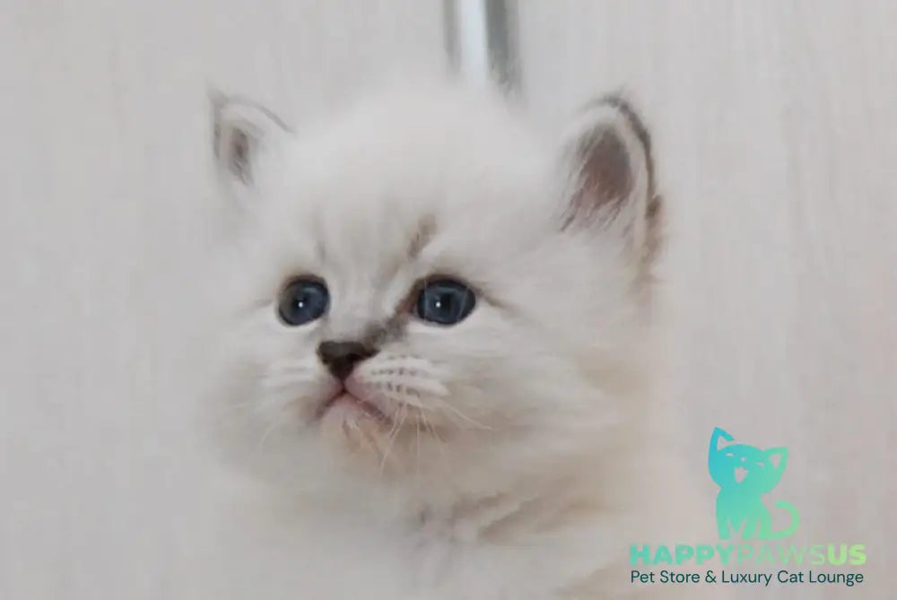 Zоdiac Neva Masquerade male blue tabby pointed with white live animals