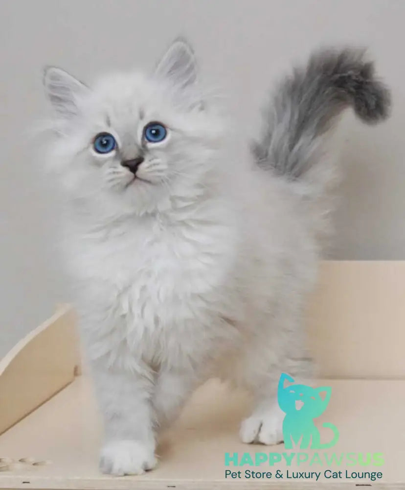 Zоdiac Neva Masquerade male blue tabby pointed with white live animals