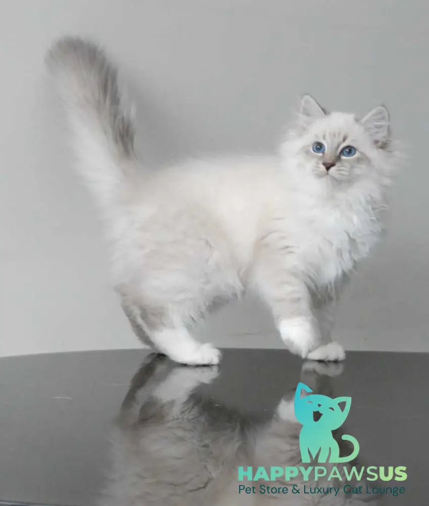 Zodiac Neva Masquerade male blue tabby pointed with white - live animals