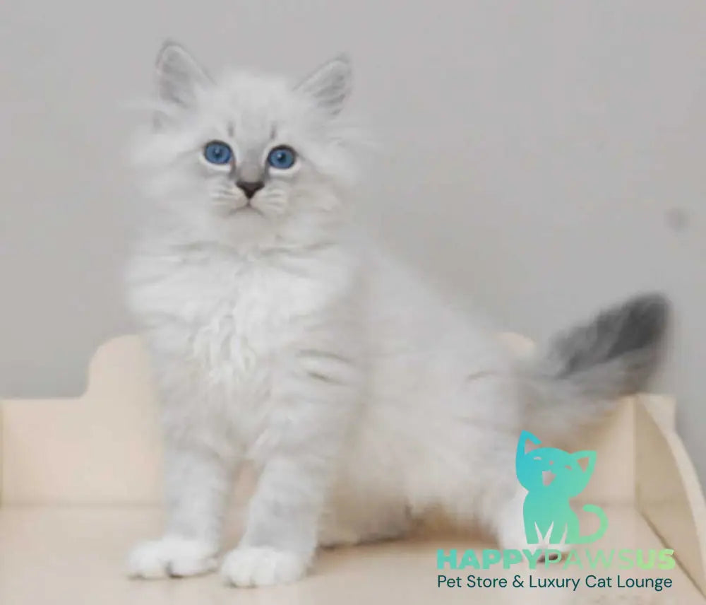 Zоdiac Neva Masquerade male blue tabby pointed with white live animals