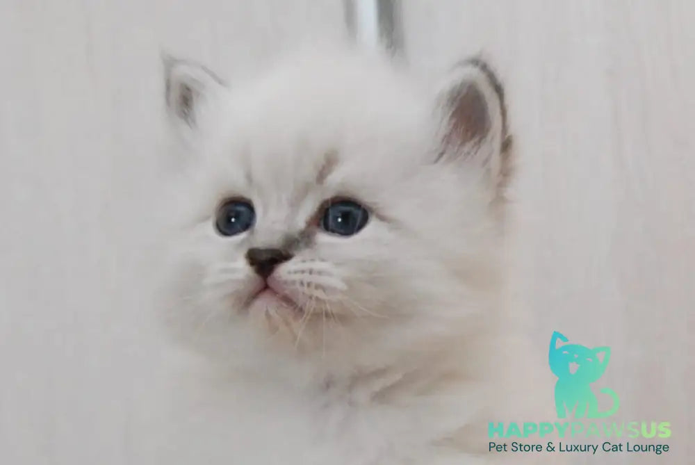 Zоdiac Neva Masquerade male blue tabby pointed with white live animals