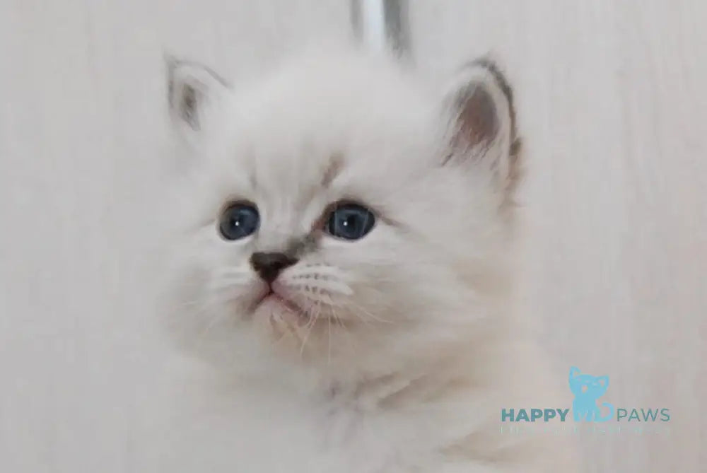 Zоdiac Neva Masquerade male blue tabby pointed with white live animals