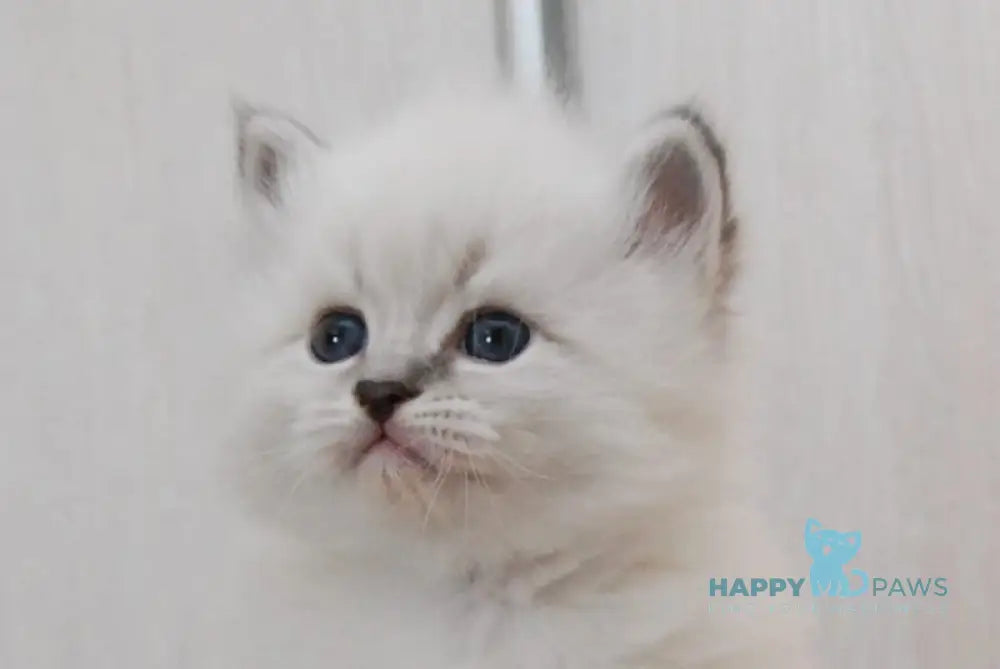 Zоdiac Neva Masquerade male blue tabby pointed with white live animals