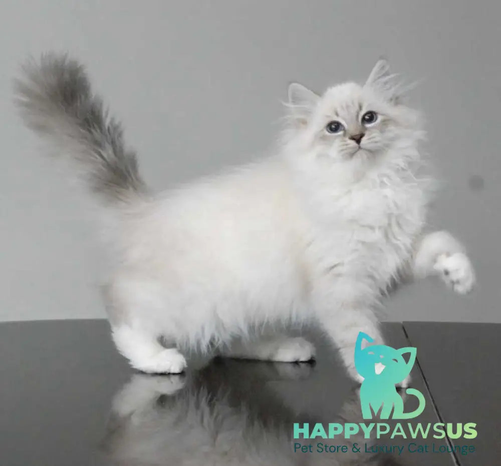 Zodiac Neva Masquerade male blue tabby pointed with white - live animals