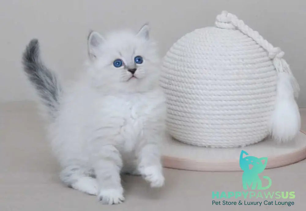 Zоdiac Neva Masquerade male blue tabby pointed with white live animals