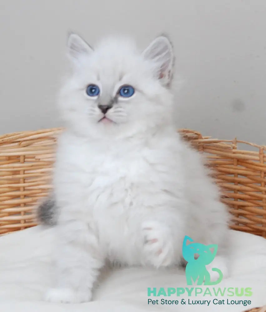 Zоdiac Neva Masquerade male blue tabby pointed with white live animals
