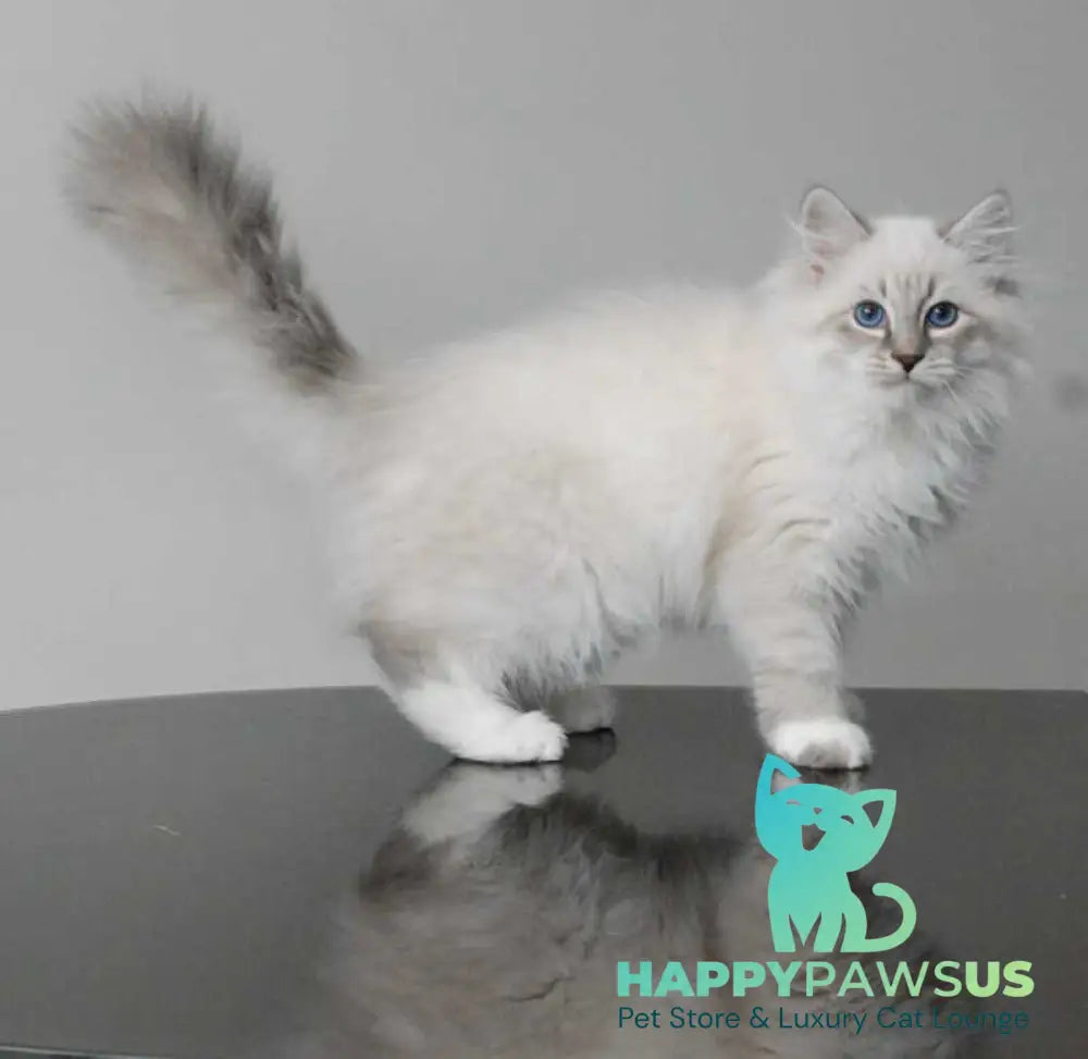 Zodiac Neva Masquerade male blue tabby pointed with white - live animals