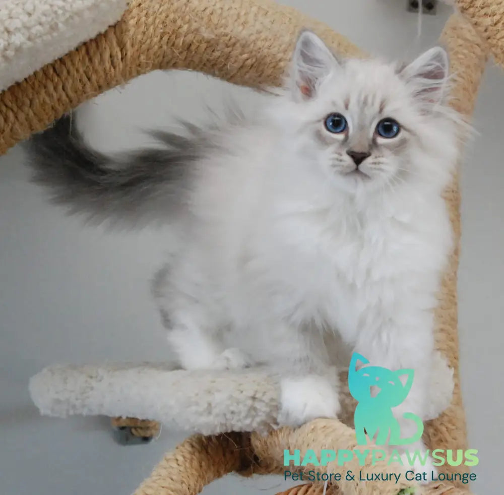 Zodiac Neva Masquerade male blue tabby pointed with white live animals