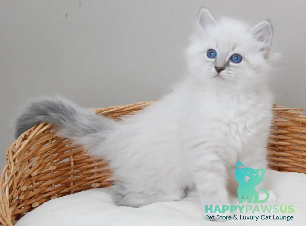 Zоdiac Neva Masquerade male blue tabby pointed with white live animals